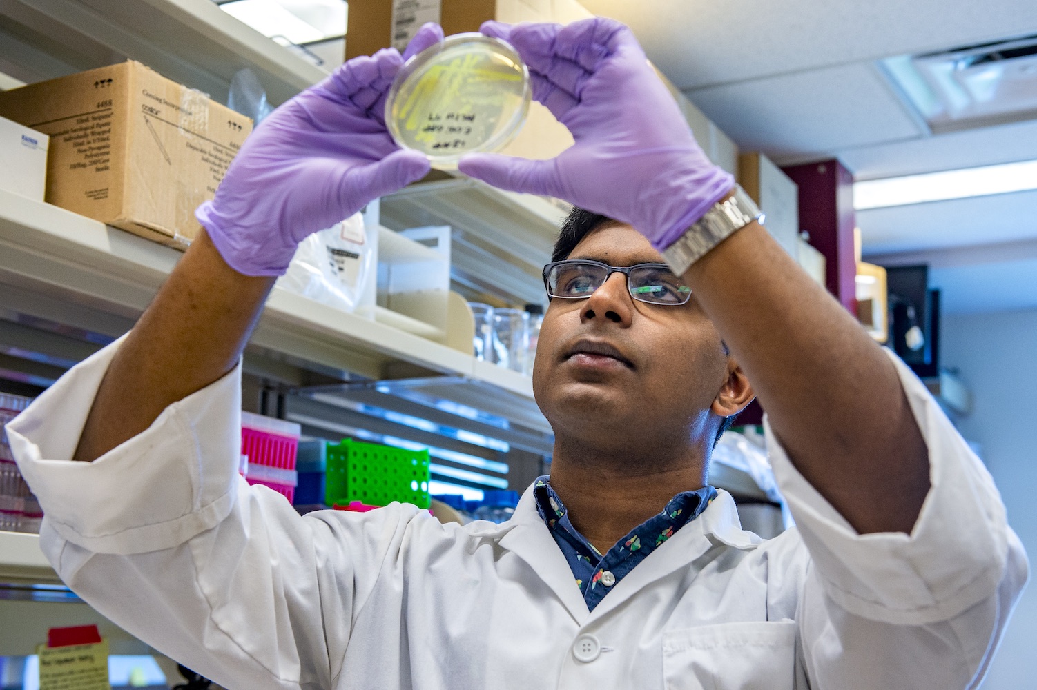 Researcher looks at petri dish in lab