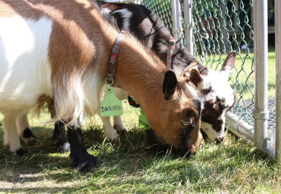 dakota murphy goats