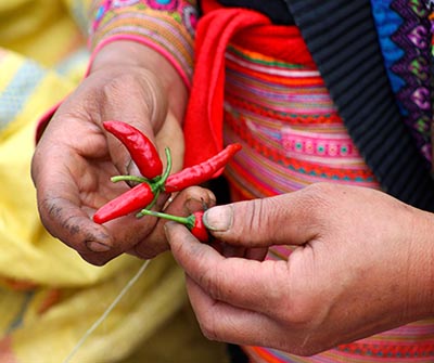 Hands holding red chillies