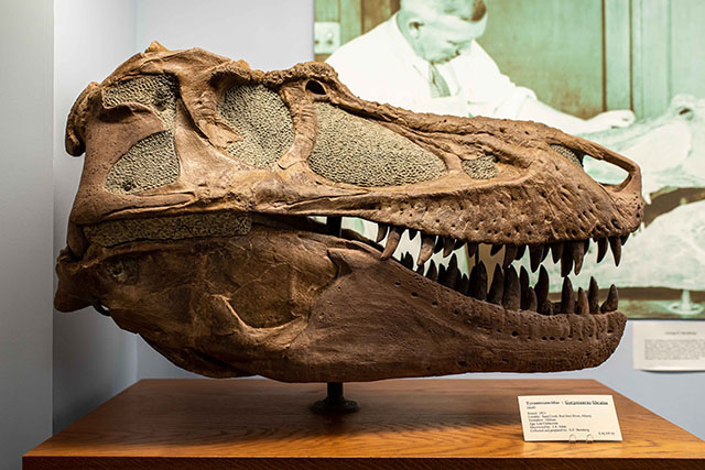 Gorgosaurus libratus from the Late Cretaceous, Sand Creek, Red Deer River, Alberta