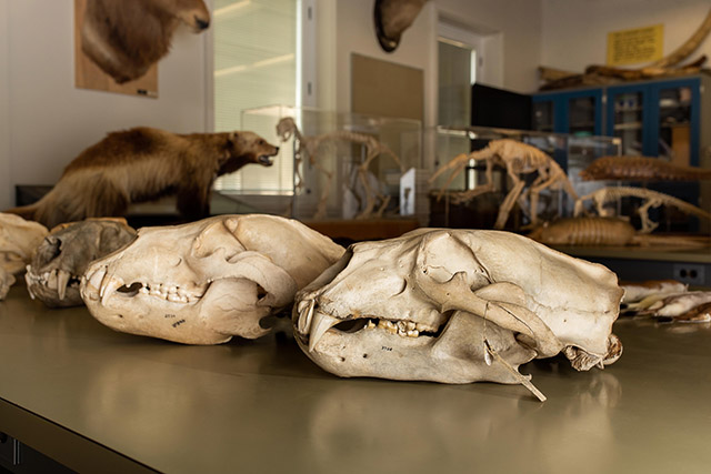 Polar bear and grizzly skulls in the Rowan Lab, one of the virtual tours in the Department of Biological Sciences.