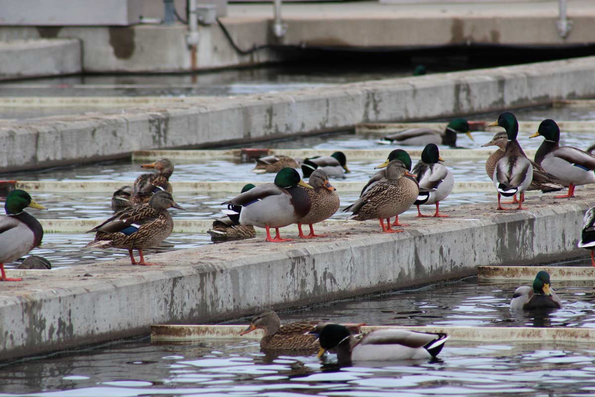 A sord of mallard ducks lounging in secondary clarified effluent water at the wastewater treatment facility in Edmonton