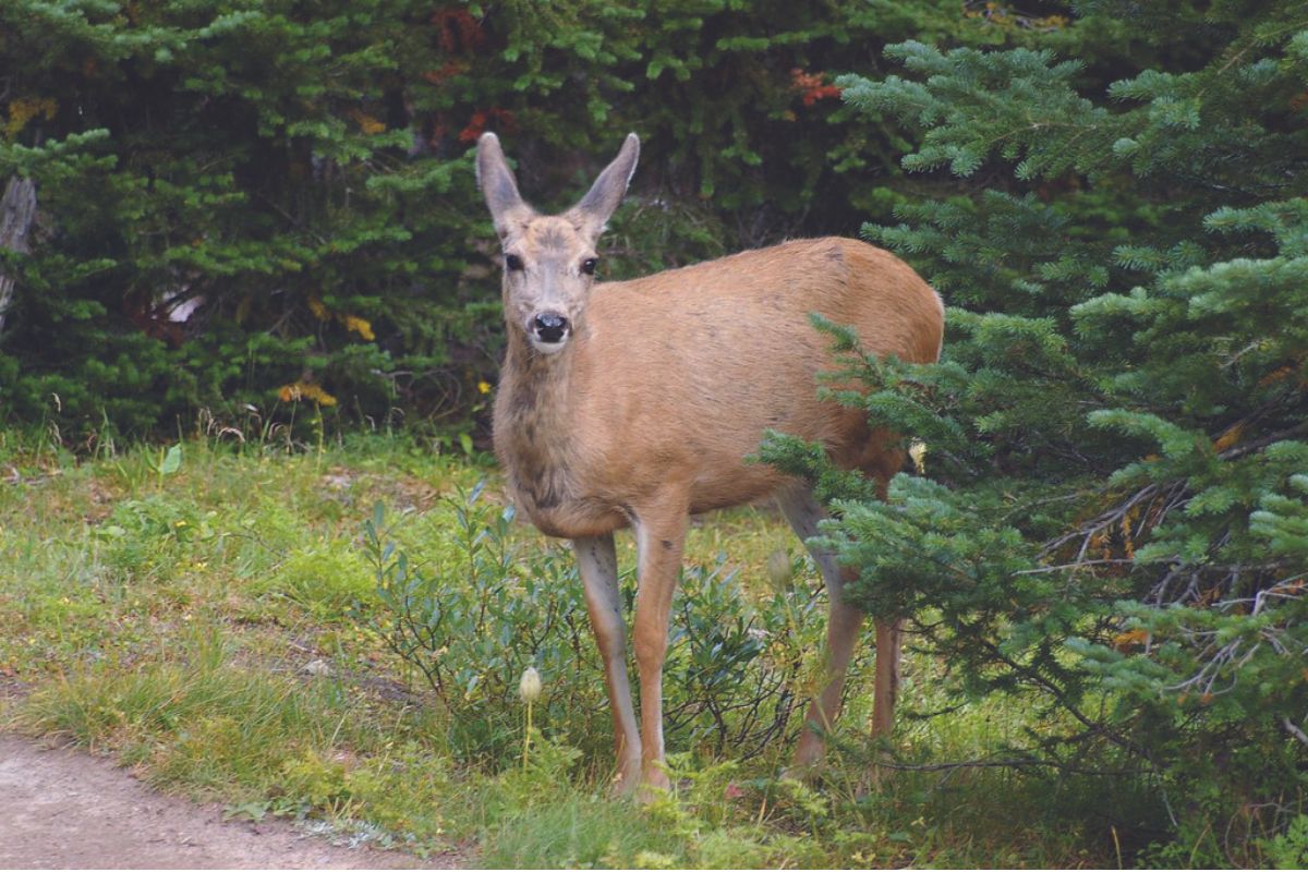 A deer, pictured in a small clearing.  University of Alberta biologist Colleen Cassidy St. Clair shares advice for how to appreciate wildlife from afar.