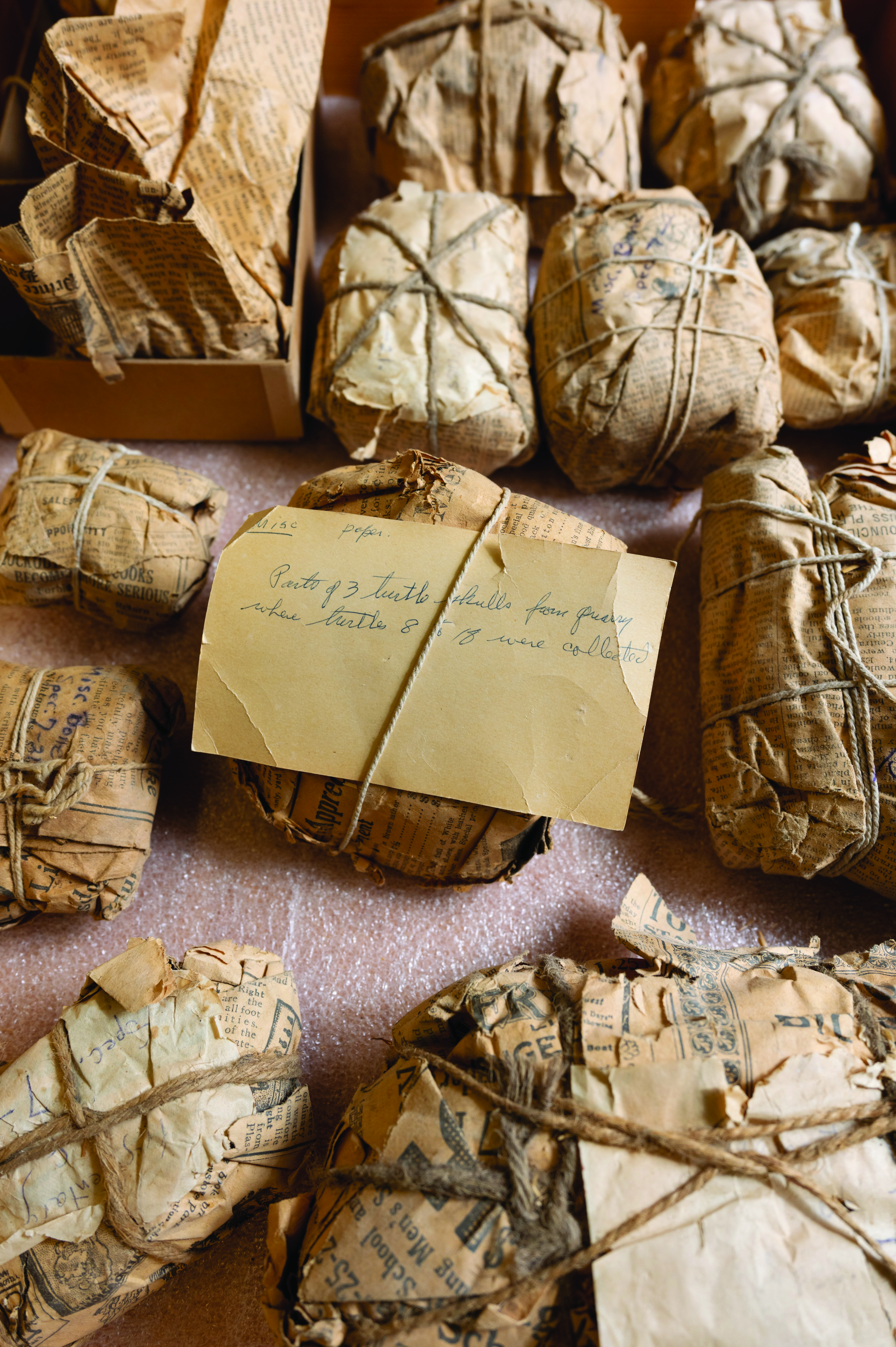 A collection of fossils in the U of A Dino Lab, wrapped in newspaper more than 100 years old.