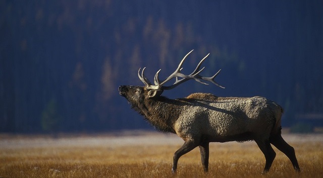 Elk bull in the foreground of a clearing in an Alberta forest