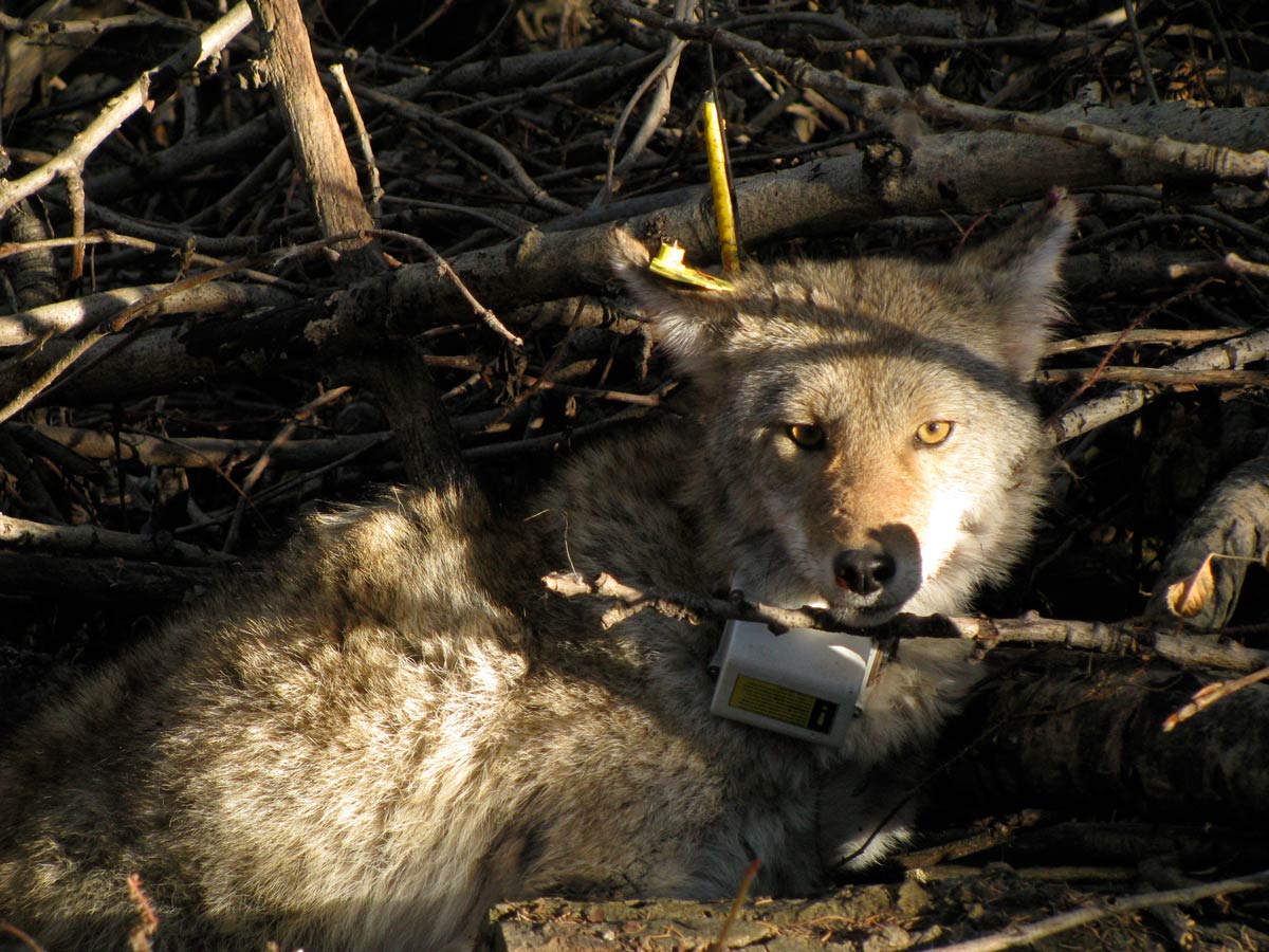 A young coyote with an ear-tag facing the camera, curled up in twigs and underbrush in Edmonton River Valley