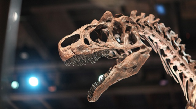 A side profile of a skull and neck of a young Tyrannosaurus Rex