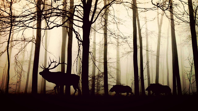 Elk bull being followed by two boars in single file in a forest
