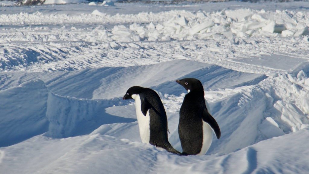 Two Adélie penguins staring off into the distance of an ice field in Antarctica.