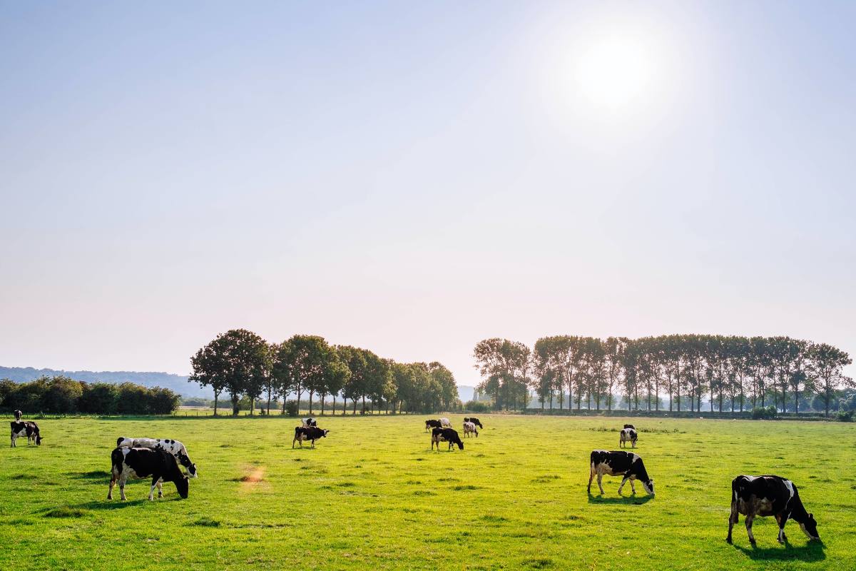 Cows grazing in a pasture. A new study is examining the effects of livestock grazing on animal biodiversity.