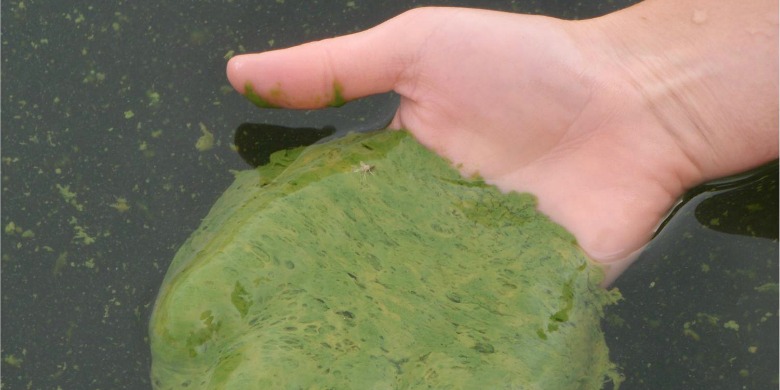 toxic blue-green algae