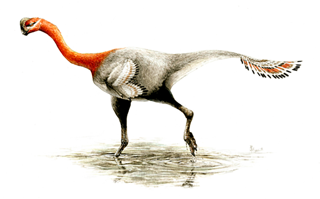 Apatoraptor pennatus