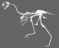 Avimimus reconstruction by Gregory Funston.