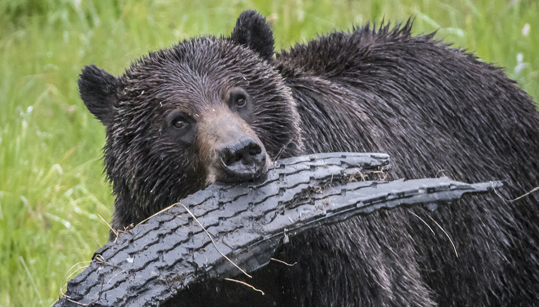 A new University of Alberta study shows that grizzly bears face ecological trap.
