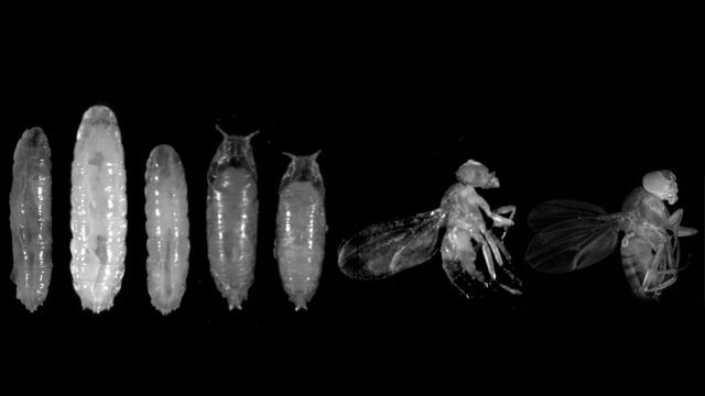 Fruit fly larva, pupa and adults