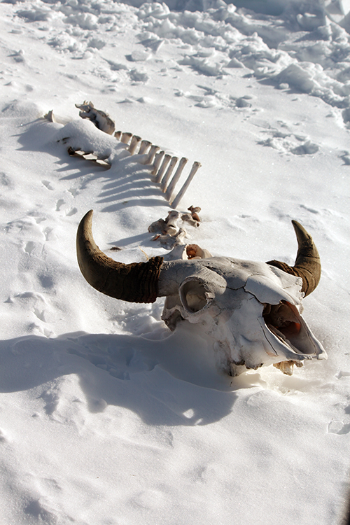 Yellowstone Bison Skeleton