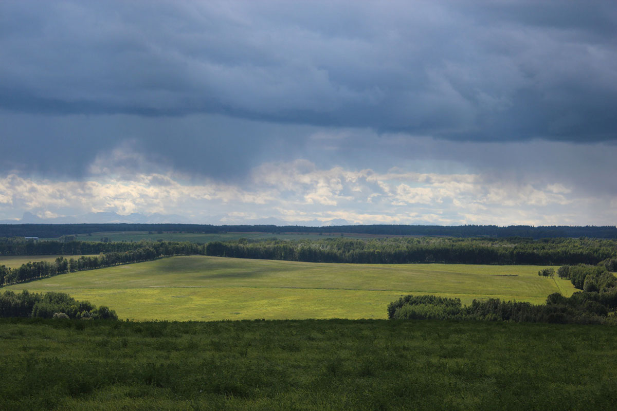 Yellow canola field under a cloudy Albertan sky