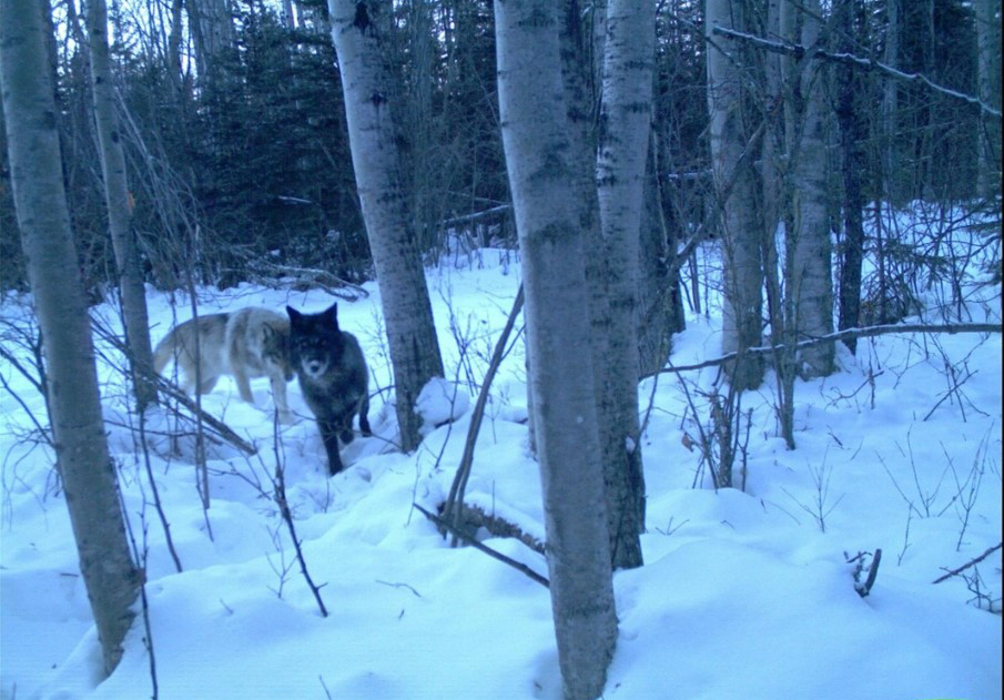 Two wolves peer into a wildlife camera in Alberta's Athabasca Oil Sands region. Credit: Wildlife Habitat Effectiveness and Connectivity, 2014.