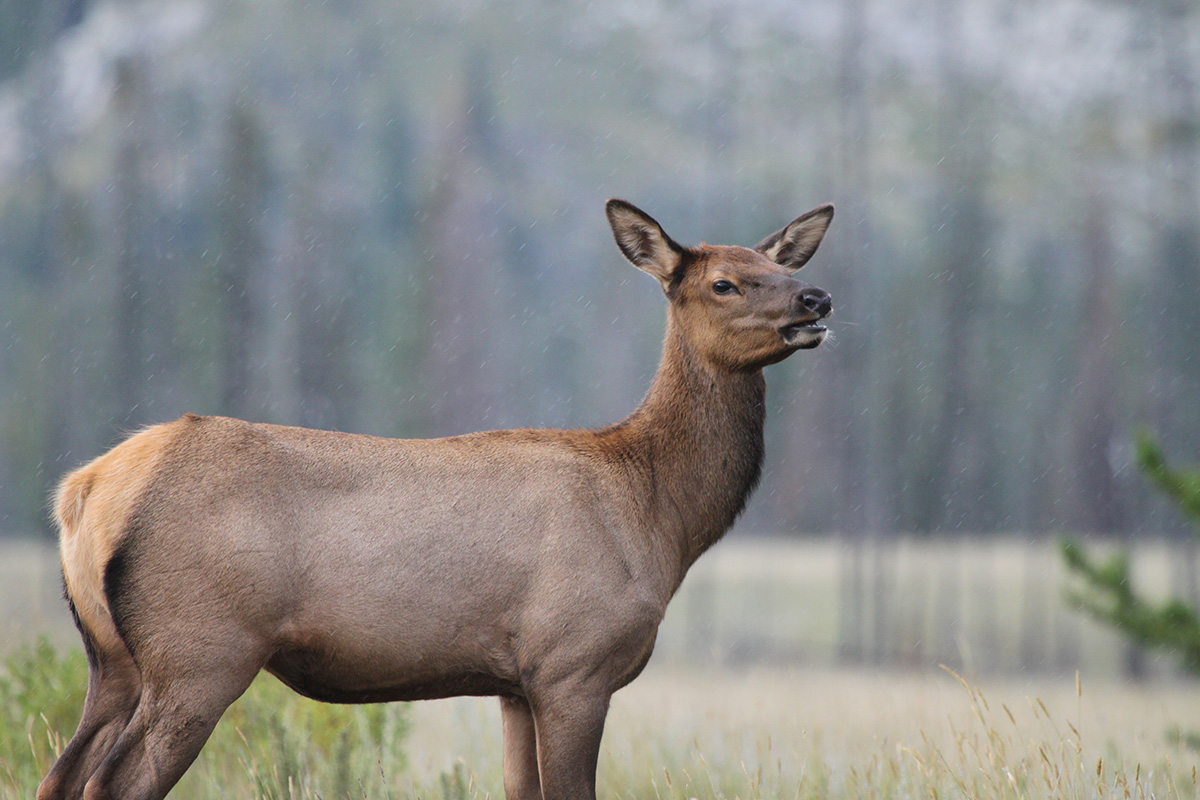 Female elk adapt their behaviour to avoid hunters as they get older, new UAlberta research reveals.