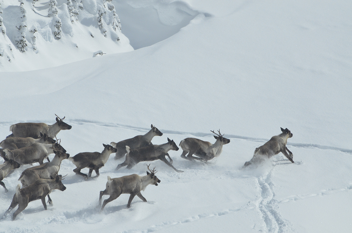 Mountain caribou such as those pictured here are in danger in North America. Photo credit: Robert Serrouya