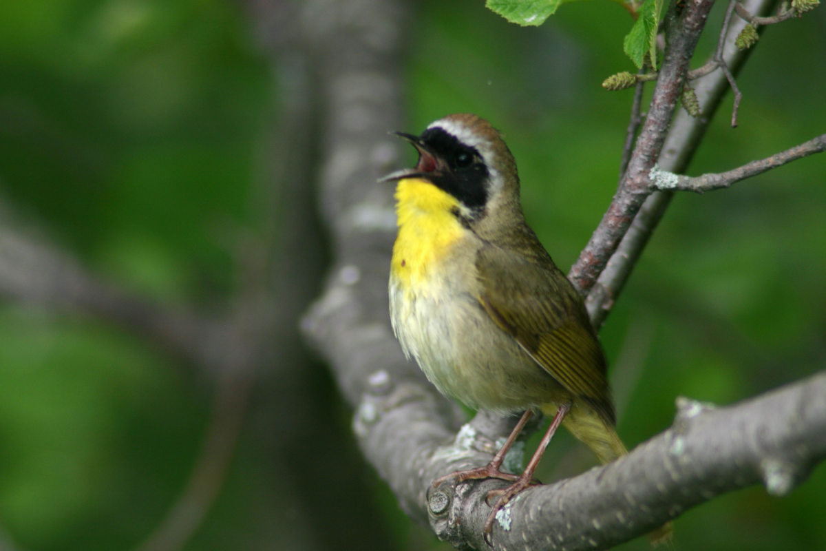Common Yellowthroat singing on an alder branch