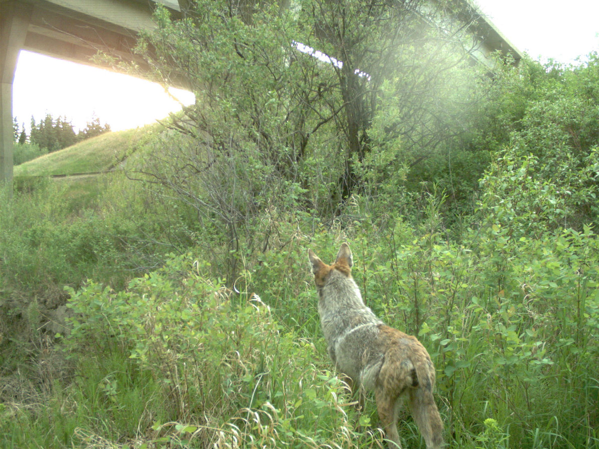 A coyote makes its way through an urban natural area in Edmonton