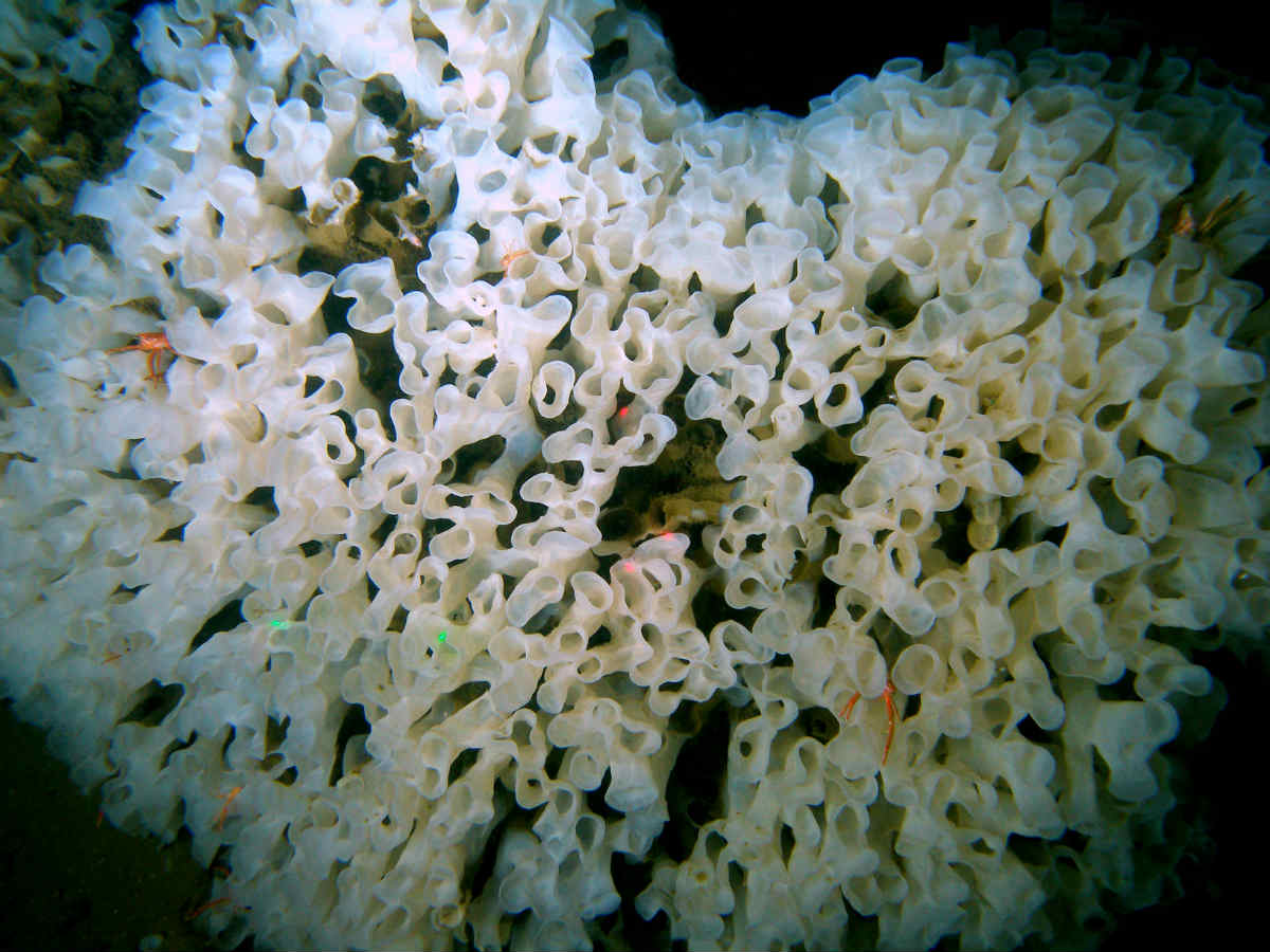 Tall, thin sea sponges like this one can survive in low-oxygen environments using a chimney effect to filter water.