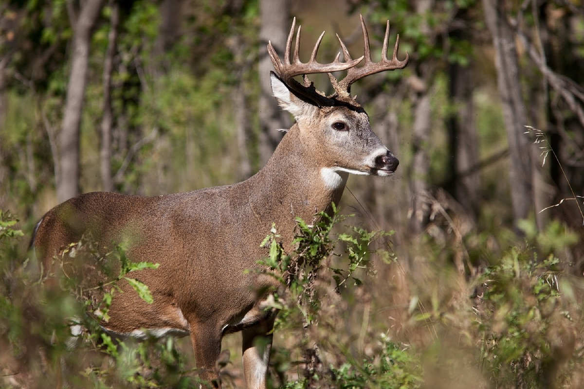 New findings from UAlberta researchers help us better understand an incurable disease affecting wild deer.