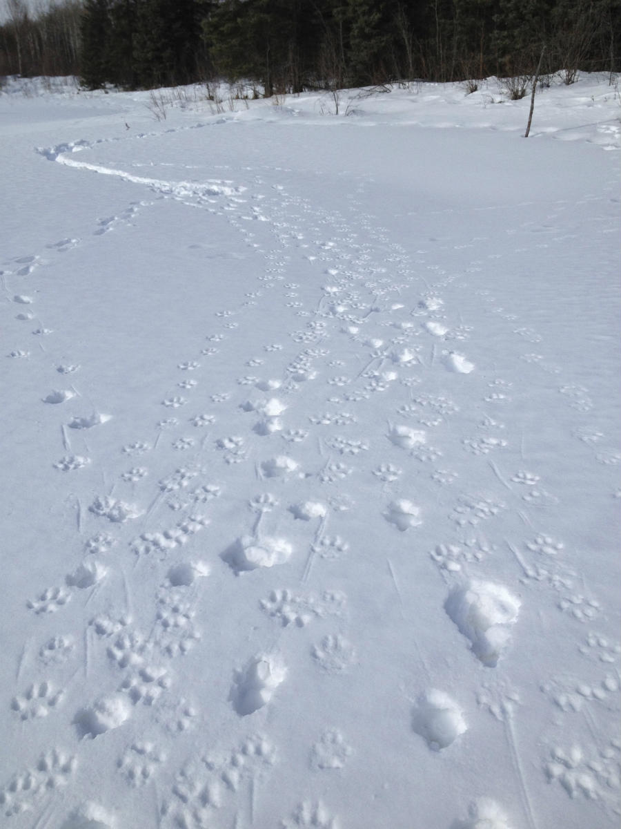 Wolf tracks across snow in northeastern Alberta.