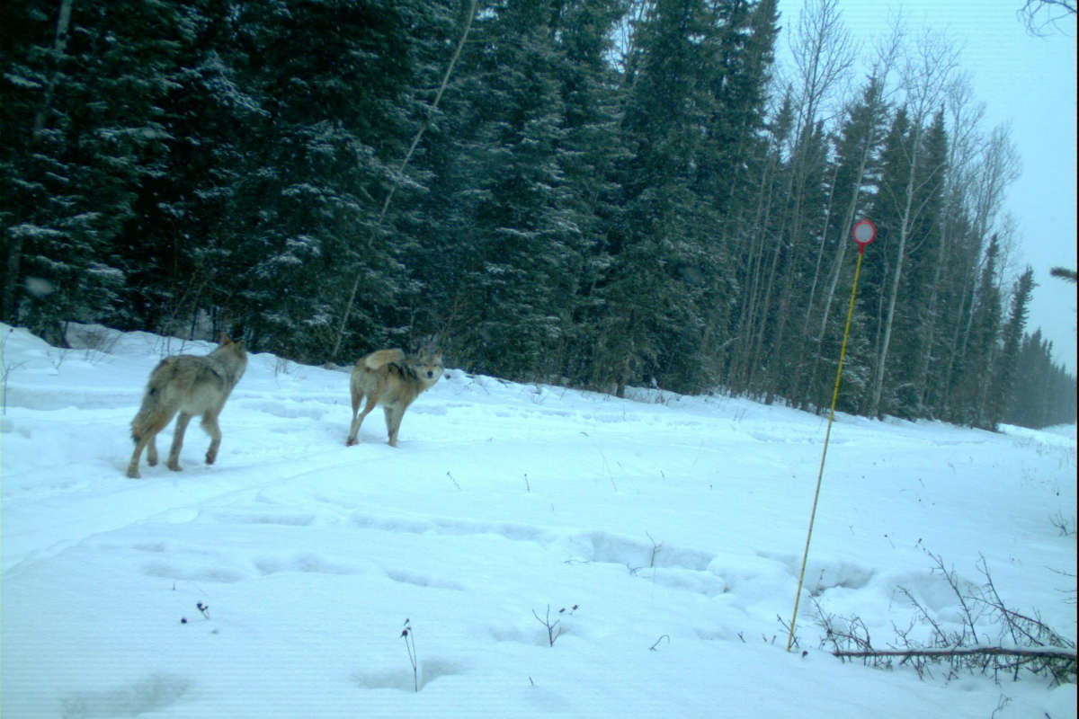 University of Alberta biologists examine the impact of snowfall events on wolves in northeastern Alberta.