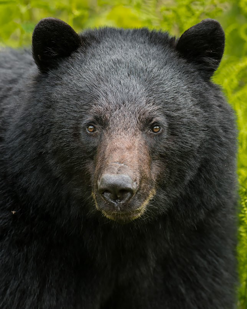 Black bears, pictured, along with grizzlies will avoid trails with motorized recreational activity