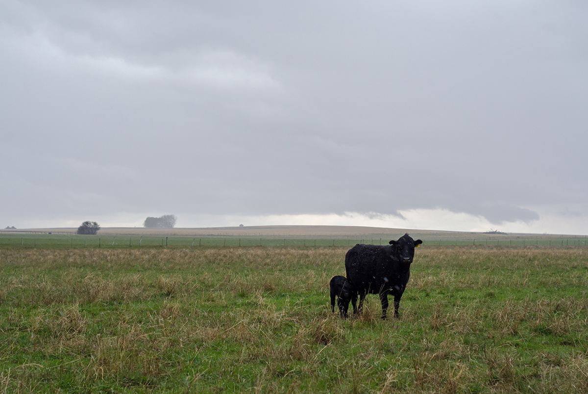 Cow and calf in hail storm on Alberta ranch