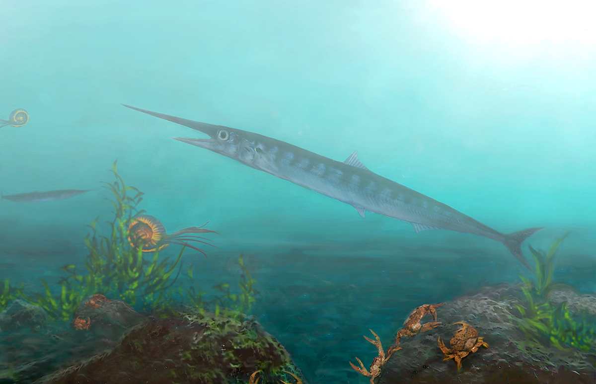 Candelarhynchus padillai, is the first fossil 'lizard fish' from the Cretaceous period ever found in Colombia and tropical South America