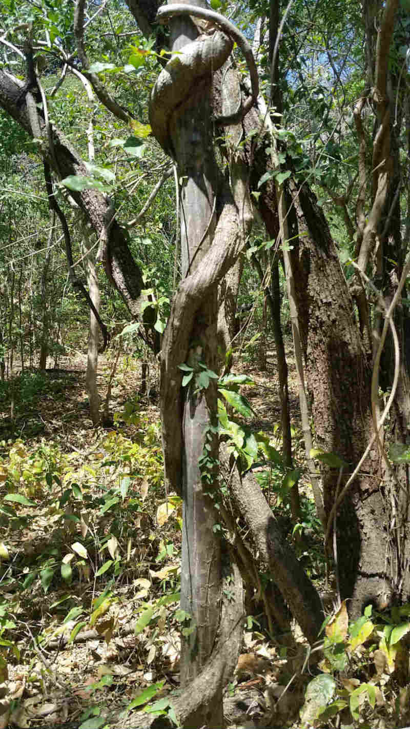  Liana growing around a tree at the Santa Rosa National Park, Costa Rica.