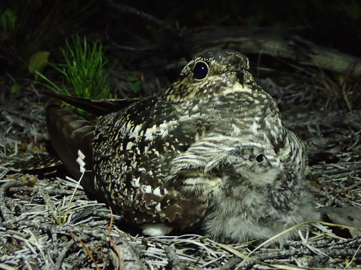 Nighthawk mother and chick.