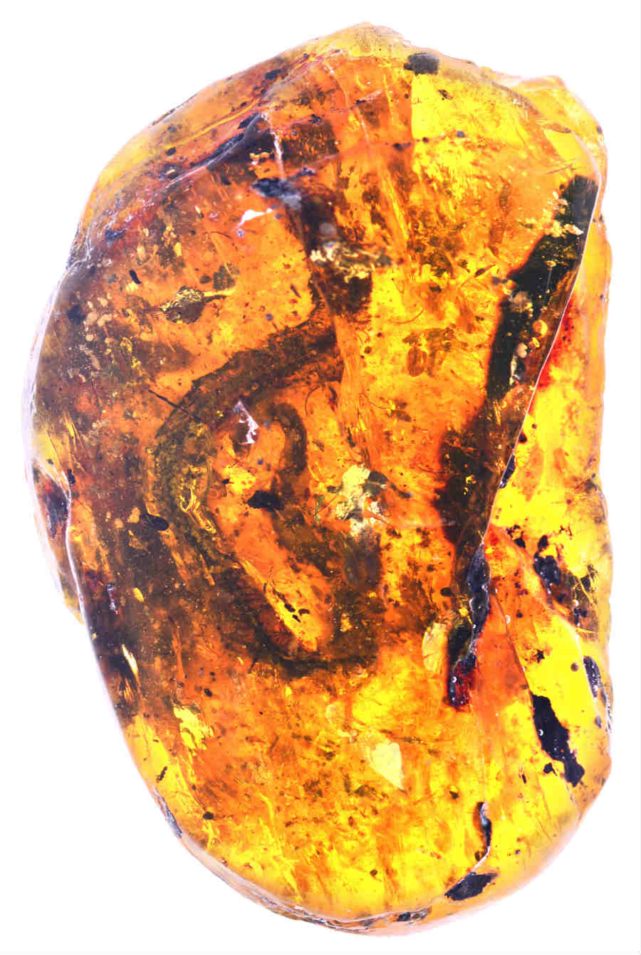 Ancient snake embryo preserved in amber.