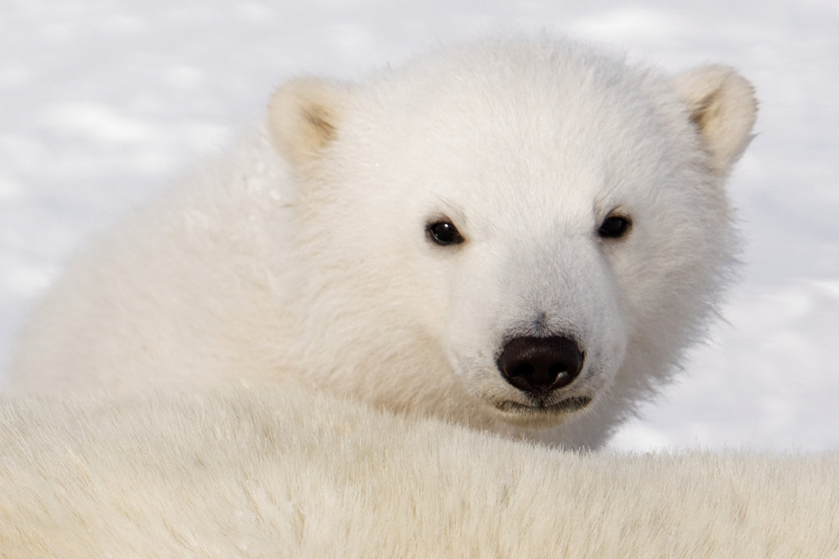 Polar bears may have gotten smaller due to climate change affecting food sources and melting ice. Photo credit: Rene Malenfant