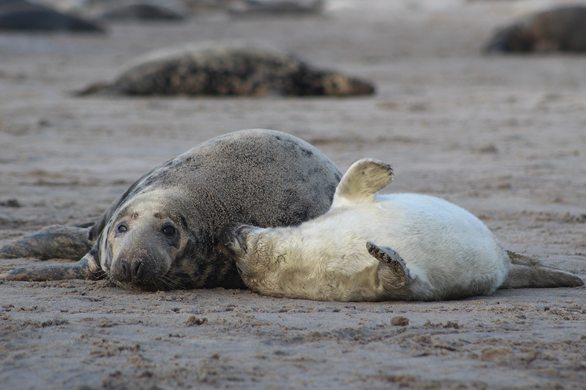 Christi Bubac studied grey seals like this one on Sable Island, where the world's largest colony of 400,000 grey seals come to give birth and breed every winter. Photo credit: Christi Bubac
