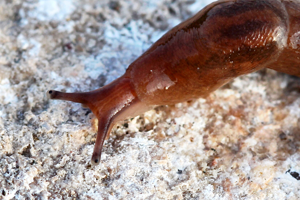 Bring out your slugs. Scientists want to use parasites to control slug populations in a natural way. Image credit CC by 2.0 to Renee.
