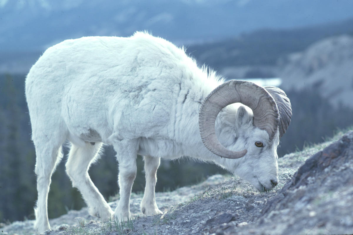 A Dall's sheep, which have been commonly misidentified as Stone's sheep.