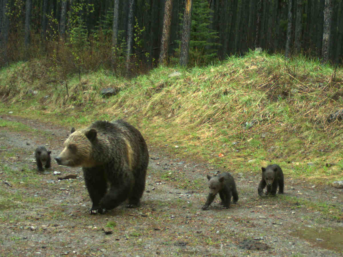 Human trail use affects grizzlies-like this mother bear and her cubs