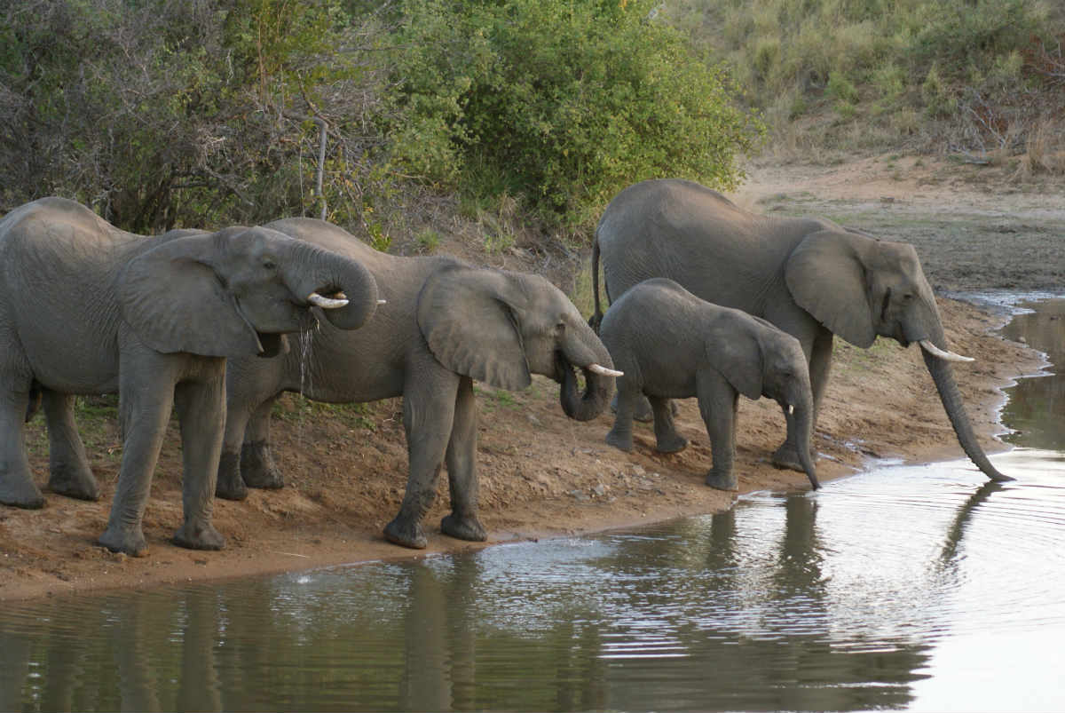 A herd of elephants having a drink, photographed by a SAFS instructor