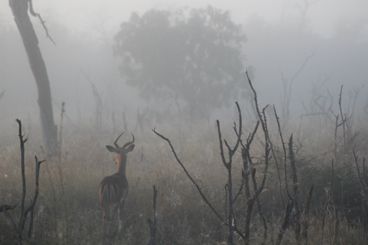An impala, photographed in the morning mist by a SAFS instructor