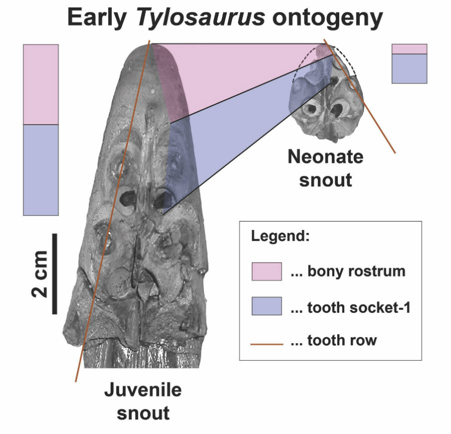 The discovery gives new insight into the development of Tylosaurus