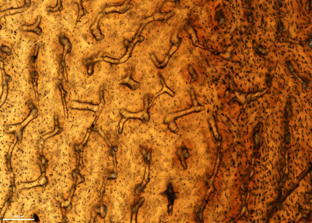 Cross-section of the 70-million-year-old dinosaur shinbone