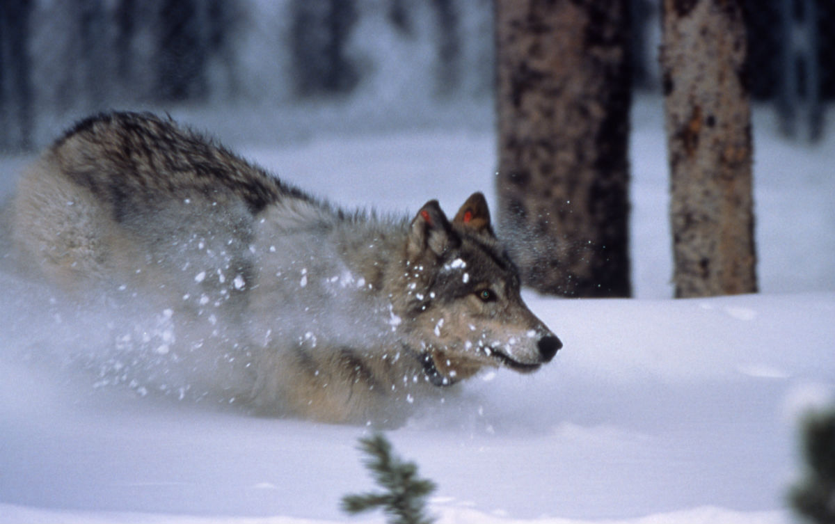 A wolf runs through snow in Yellowstone National Park