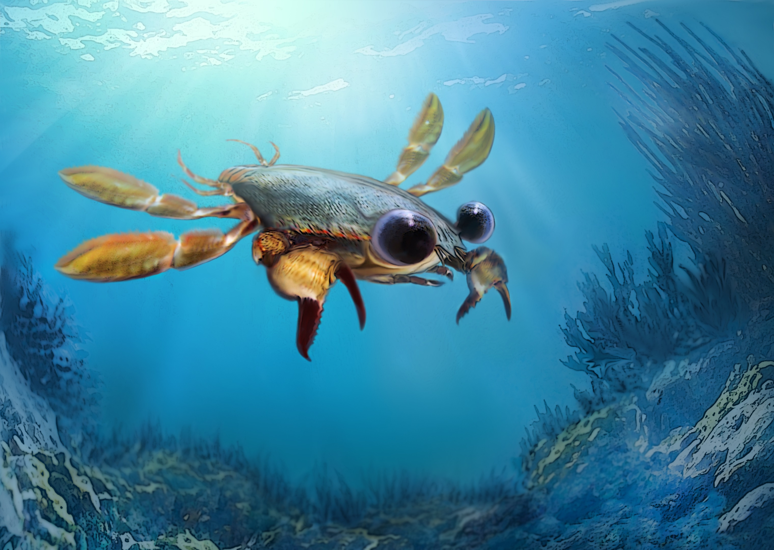 Artistic reconstruction of Callichimaera perplexa: The "strangest crab that has ever lived."
