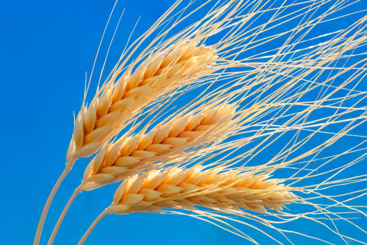 Researchers complete genome assembly of durum wheat, identify gene responsible for cadmium accumulation.