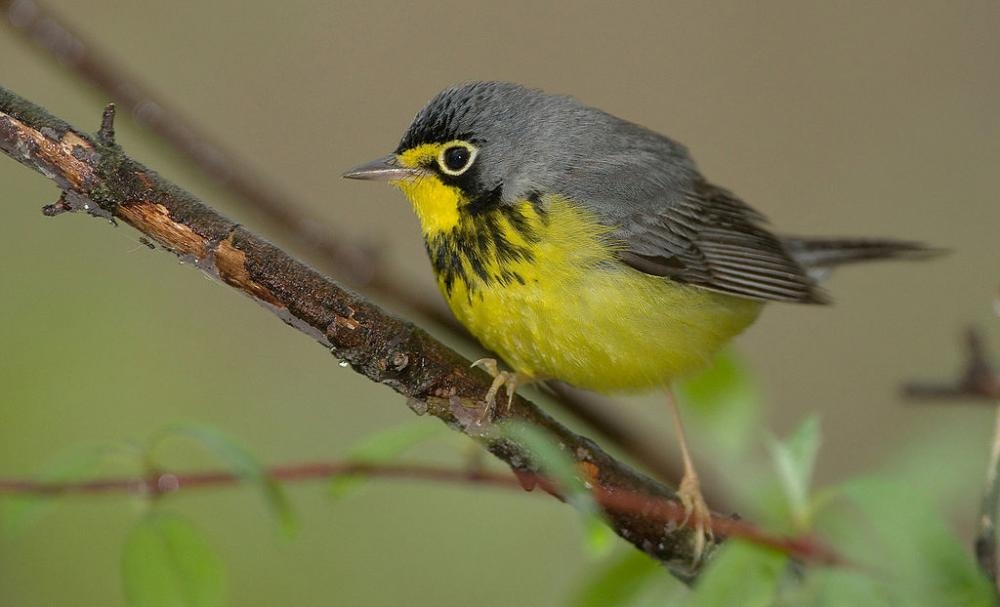 Study suggests changes to large-scale population modeling for songbirds in Canada's boreal forest with potential outcomes for more effective wildlife management.