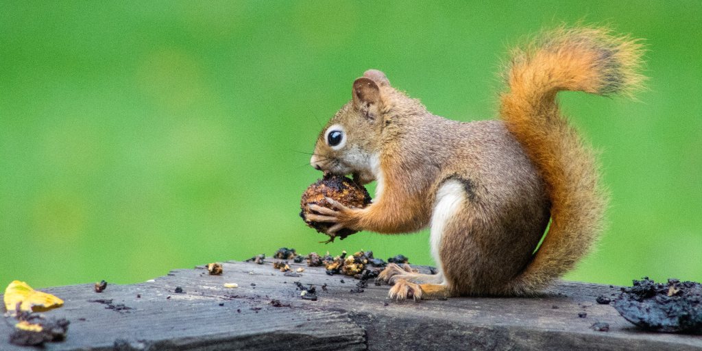 New research shows that male squirrels who move outside of the population they were born to live longer and have more offspring.